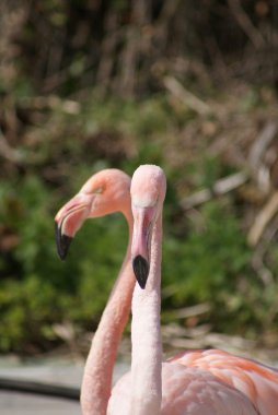 Şili flamingo - phoenicopterus chilensis