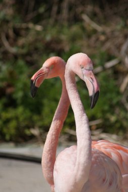 Şili flamingo - phoenicopterus chilensis