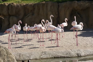 büyük flamingo - phoenicopterus antiquorum