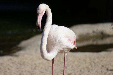 büyük flamingo - phoenicopterus antiquorum