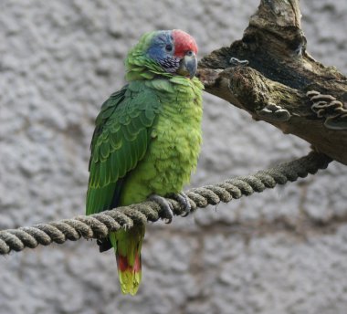 Red-tailed Amazon Parrot - Amazona brasiliens clipart