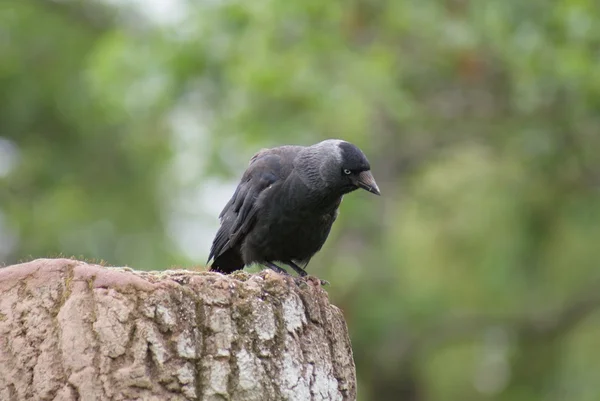 Gralha - corvus monedula — Fotografia de Stock