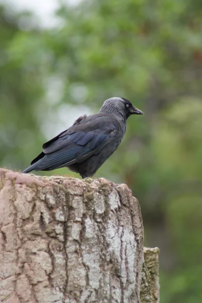 Gralha - corvus monedula — Fotografia de Stock