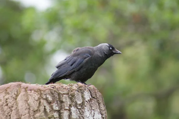 Jackdaw - Corvus monedula — Stock Photo, Image