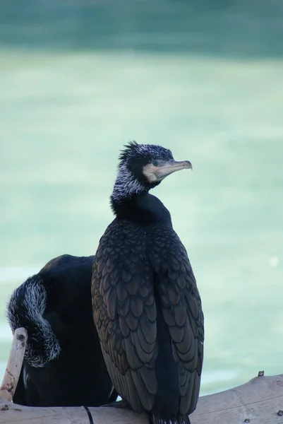 Great Cormorant - Phalacrocorax carbo — Stock Photo, Image