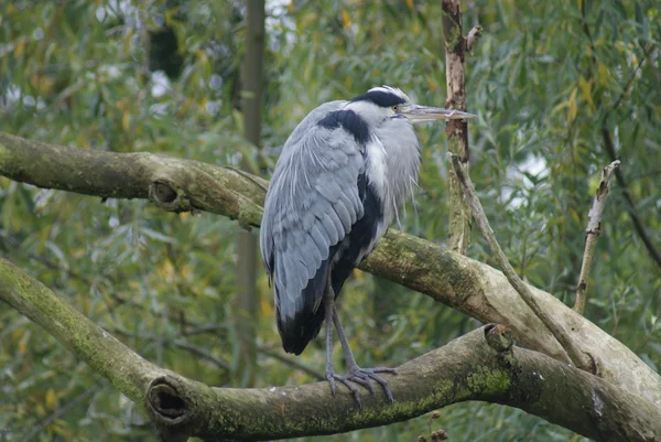 Gri Heron - Ardea Cinerea