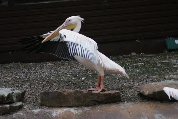 Roze pelikaan - pelecanus onocrotalus — Stockfoto
