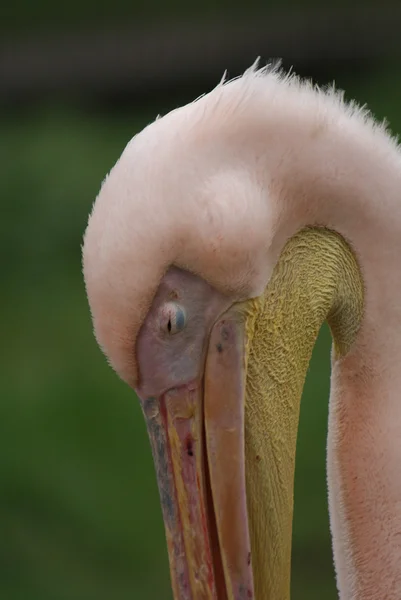Большой белый пеликан - Pelecanus onocrotalus — стоковое фото