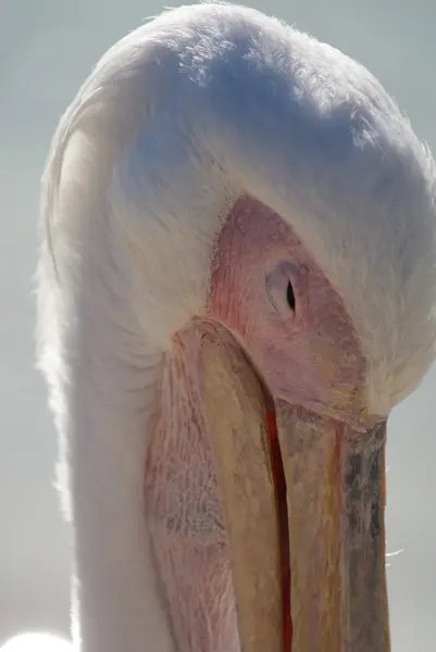 Grande Pelicano Branco - Pelecanus onocrotalus — Fotografia de Stock
