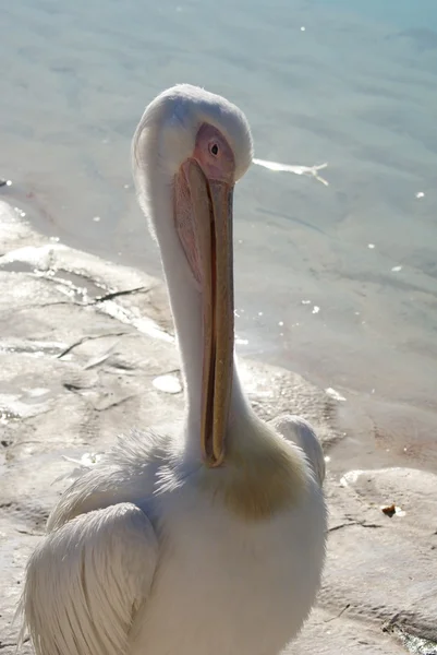 Great White Pelican - Pelecanus onocrotalus — Stock Photo, Image
