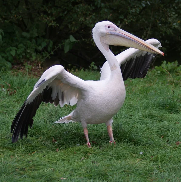 Grande Pelicano Branco - Pelecanus onocrotalus — Fotografia de Stock