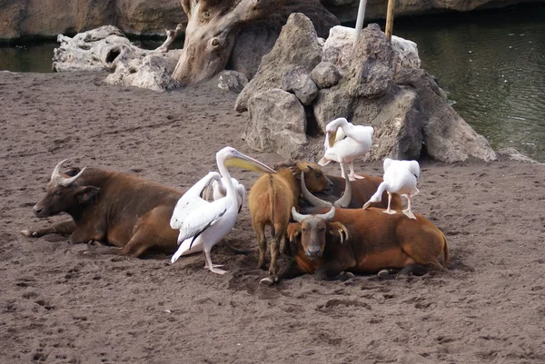 Great White Pelican - Pelecanus onocrotalus — Stock Photo, Image