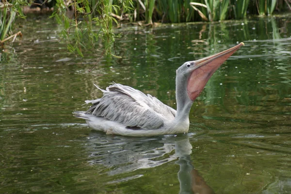 Pelican - Pelecanus rufescens — стоковое фото