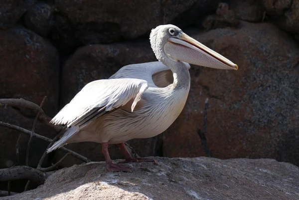 Pink-backed Pelican - Pelecanus rufescens — Stock Photo, Image