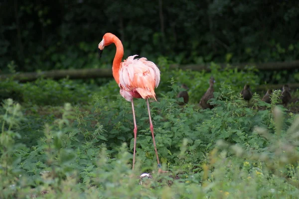 American Flamingo - Phoenicopterus ruber — Stock Photo, Image