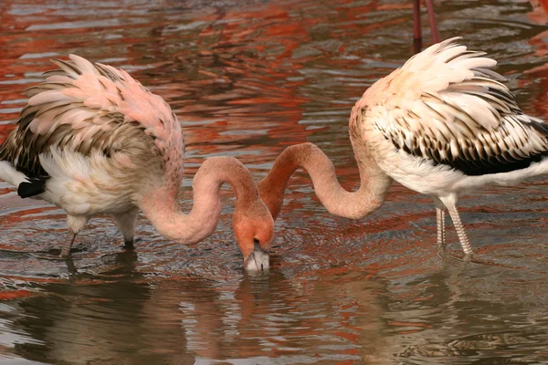 Flamingo americano - Phoenicopterus ruber — Fotografia de Stock