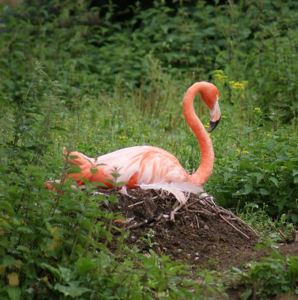 Amerikan flamingo - phoenicopterus ruber — Stok fotoğraf