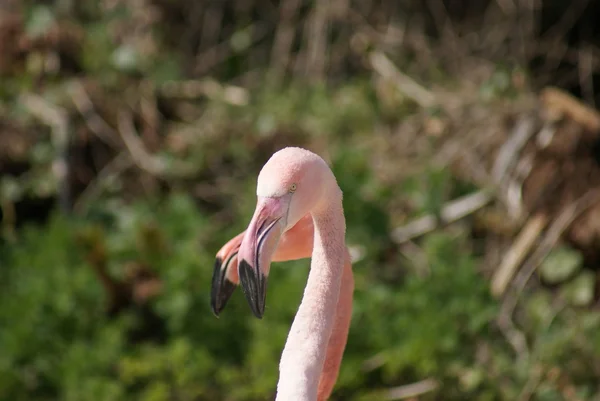 Flamingo chileno - Phoenicopterus chilensis — Fotografia de Stock