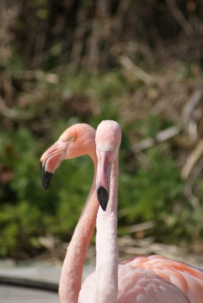 Flamingo chileno - Phoenicopterus chilensis — Fotografia de Stock