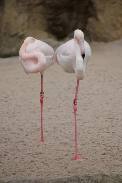 Flamingo maior - Phoenicopterus antiquorum — Fotografia de Stock