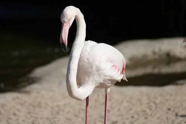Büyük flamingo - phoenicopterus antiquorum — Stok fotoğraf