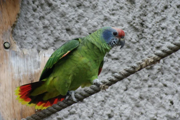 Red-tailed Amazon Parrot - Amazona brasiliens — Stock Photo, Image