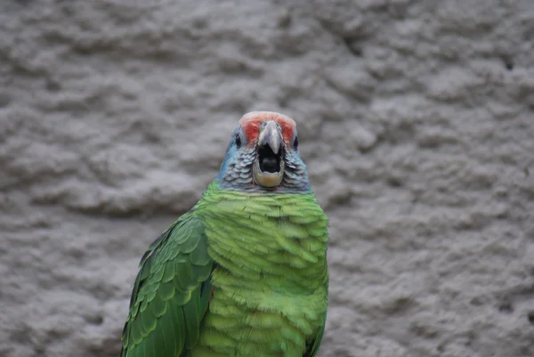 Red-tailed Amazon Parrot - Amazona brasiliens — Stock Photo, Image