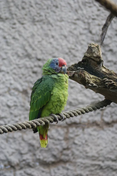 stock image Red-tailed Amazon Parrot - Amazona brasiliens