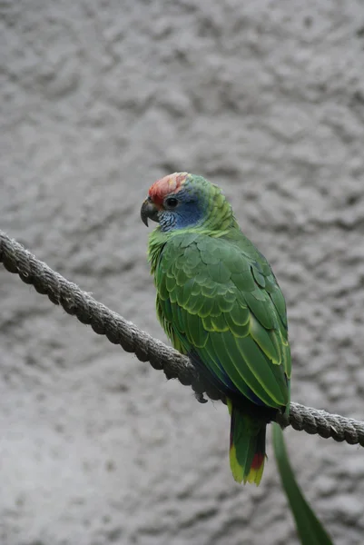 stock image Red-tailed Amazon Parrot - Amazona brasiliens