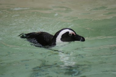 Kara ayaklı penguen - spheniscus demersus