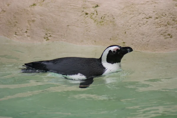 Pinguim-de-pés-negros - Spheniscus demersus — Fotografia de Stock
