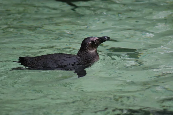 Černonohá tučňák - spheniscus demersus — Stock fotografie