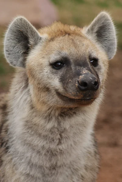 Spotted (laughing) Hyena - Crocuta crocuta — Stock Photo, Image