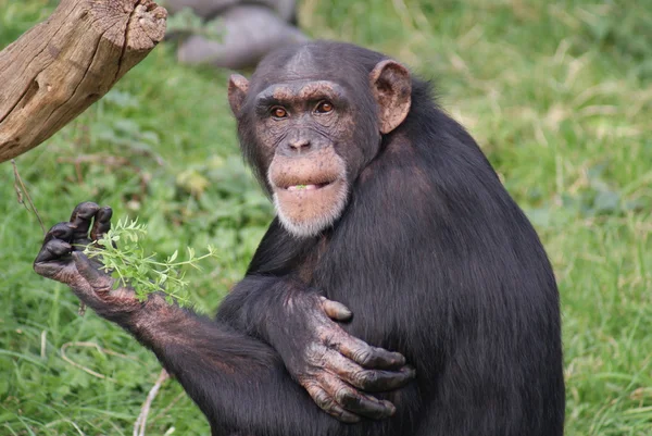 Gemeiner Schimpanse - pan troglodytes lizenzfreie Stockfotos