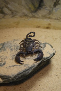 Flat Rock Scorpion - Hadogenes troglodytes clipart