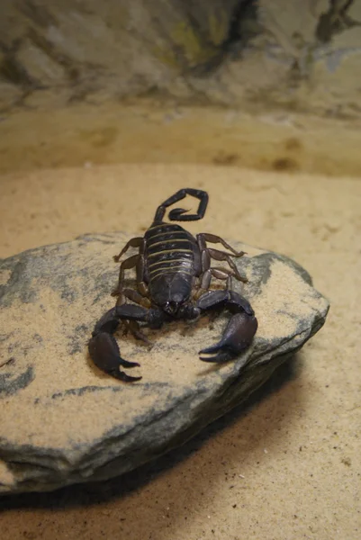 Scorpion rocheux plat - Hadogenes troglodytes — Photo
