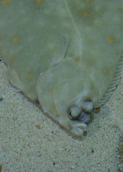 European Plaice - Pleuronectes platessa — Stock Photo, Image