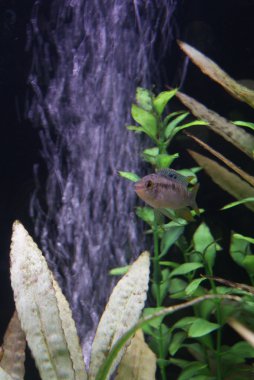 Kribensis - Pelvicachromis pulcher