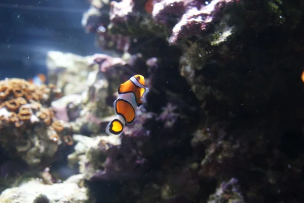 False Clownfish - Amphiprion ocellaris — Stock Photo, Image