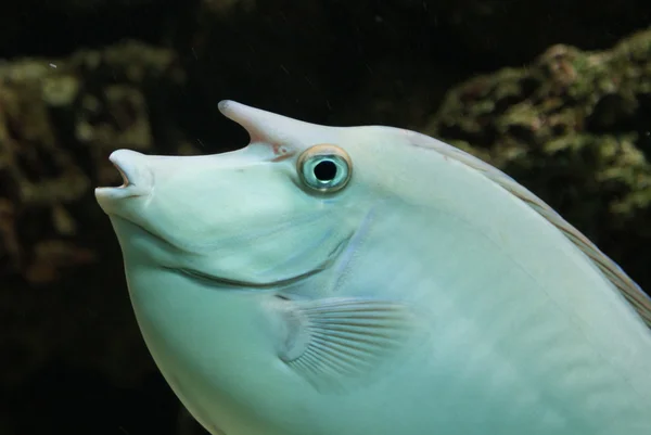 Tek boynuzlu at Cerrah Balığı - Naso Unicornis — Stok fotoğraf
