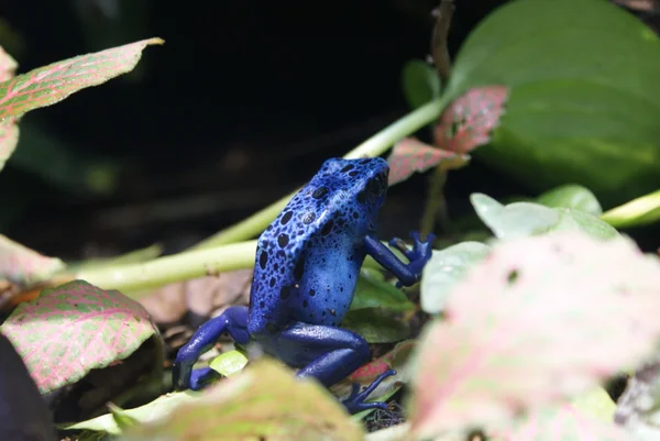 Niebieski Zatruta żaba - dendrobates azureus — Zdjęcie stockowe