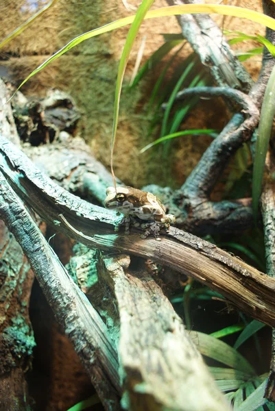 Mission Golden-eyed Tree Frog - Trachcephalus resinifictrix – stockfoto
