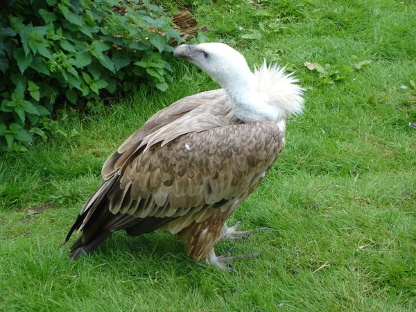 stock image European Black Vulture - Aegypius monachus