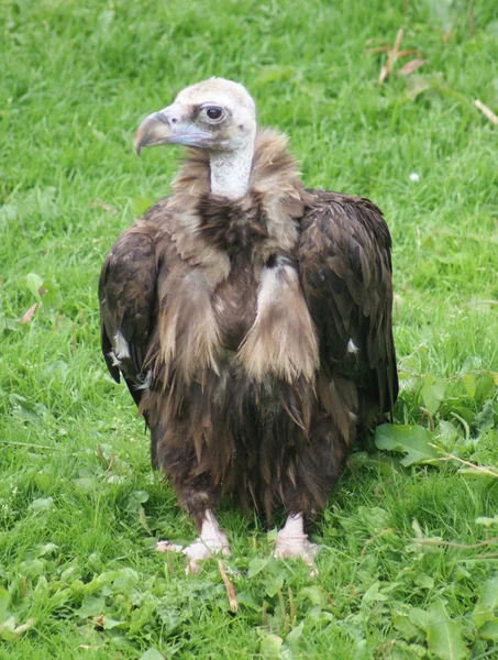 Avvoltoio nero europeo - Aegypius monachus — Foto Stock