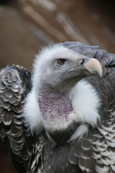Griffon Vulture - Gyps rueppellii — Stock Photo, Image