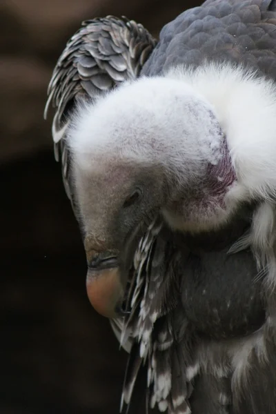 Griffon Vulture - Gyps rueppellii — Stock Photo, Image