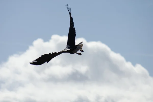 Retrato de un águila — Foto de Stock