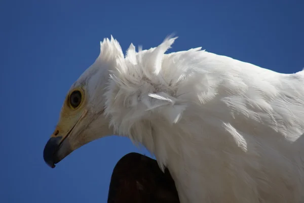 독수리의 모습 — 스톡 사진