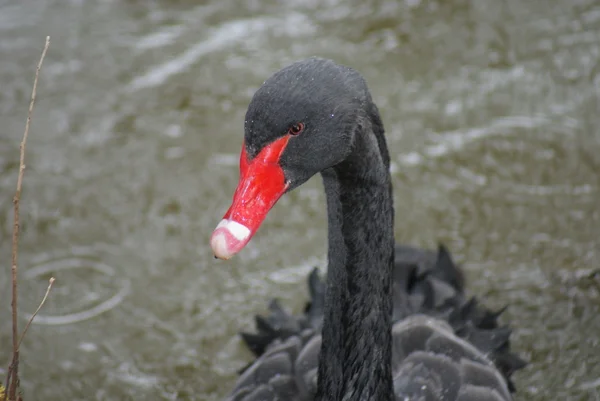Black Swan - Cygnus atratus — Stock Photo, Image