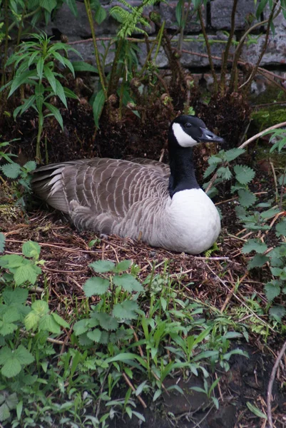 Canada Goose — Stock Photo, Image